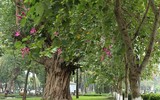 Tím biếc một góc trời Hà Nội